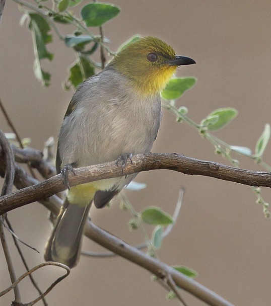 Bulbul à menton jaune - ML378829861