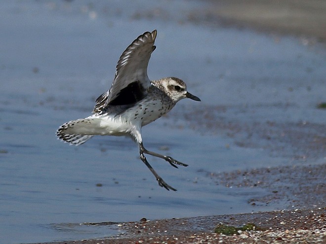 Black-bellied Plover - ML378830711