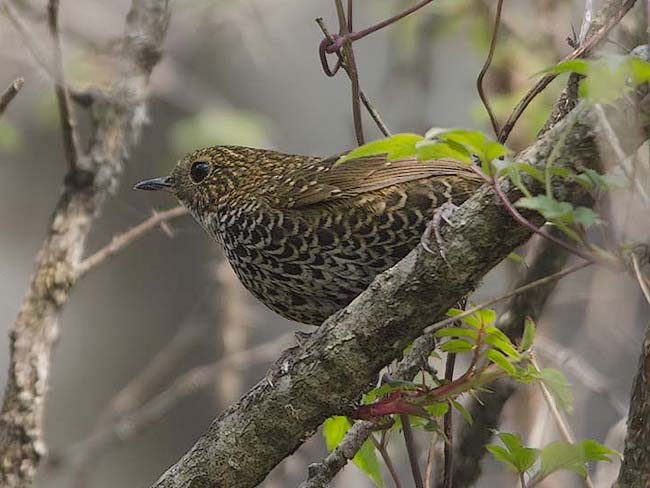 Scaly-breasted Cupwing (Himalayan) - ML378831241