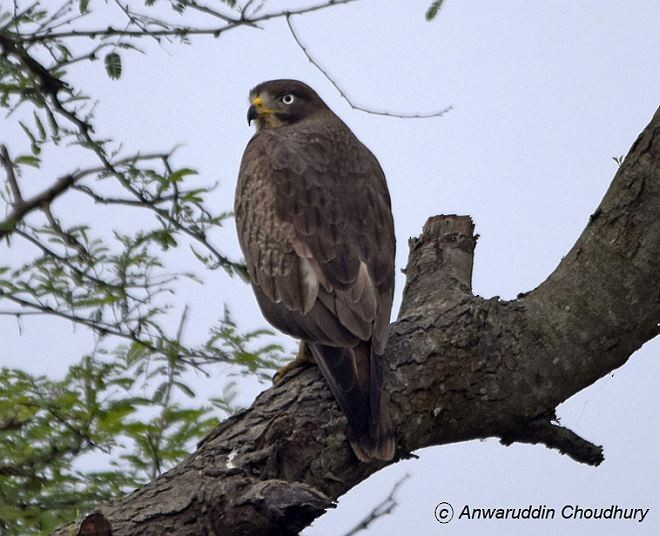 White-eyed Buzzard - ML378831561