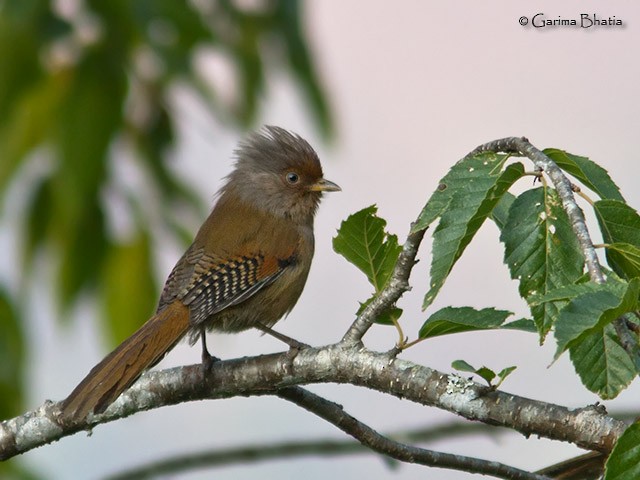 Rusty-fronted Barwing - ML378831591