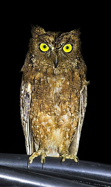 Nicobar Scops-Owl - ML378831991