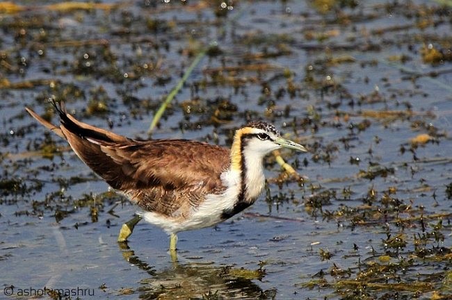 Pheasant-tailed Jacana - ML378832141