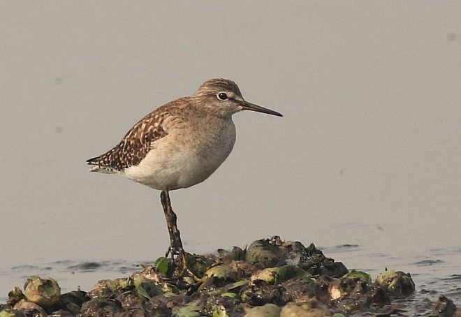 Wood Sandpiper - ML378832671