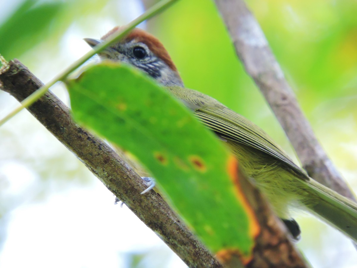 Rufous-crowned Greenlet - ML37883271