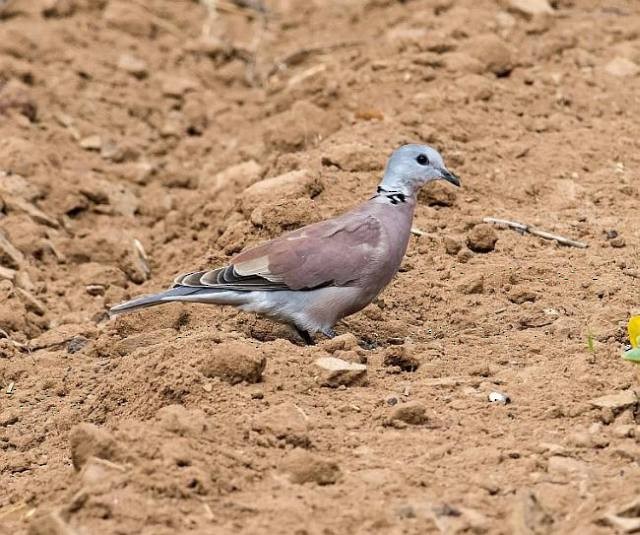 Red Collared-Dove - ML378832931