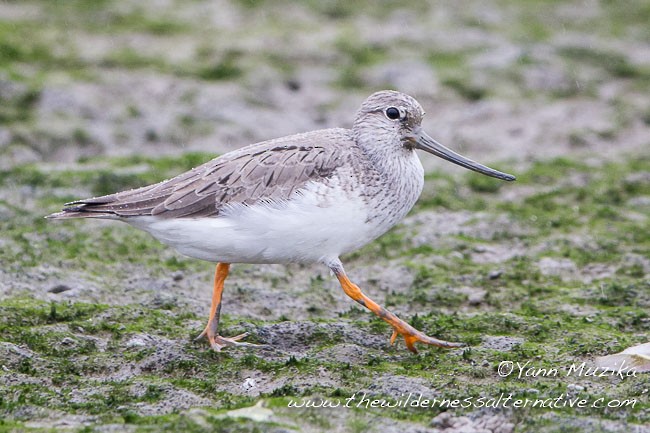 Terek Sandpiper - ML378832971