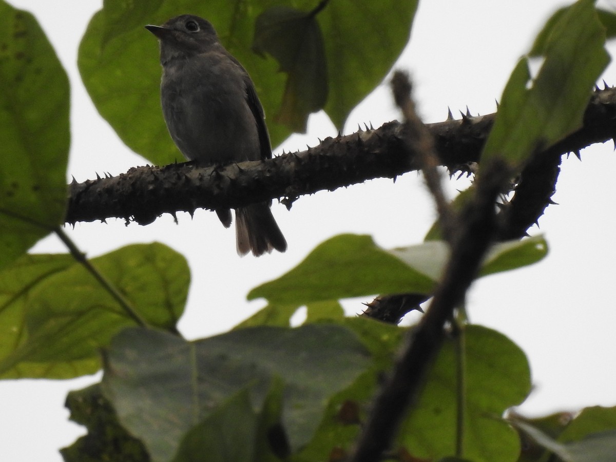 Indian White-eye - Raju Kidoor