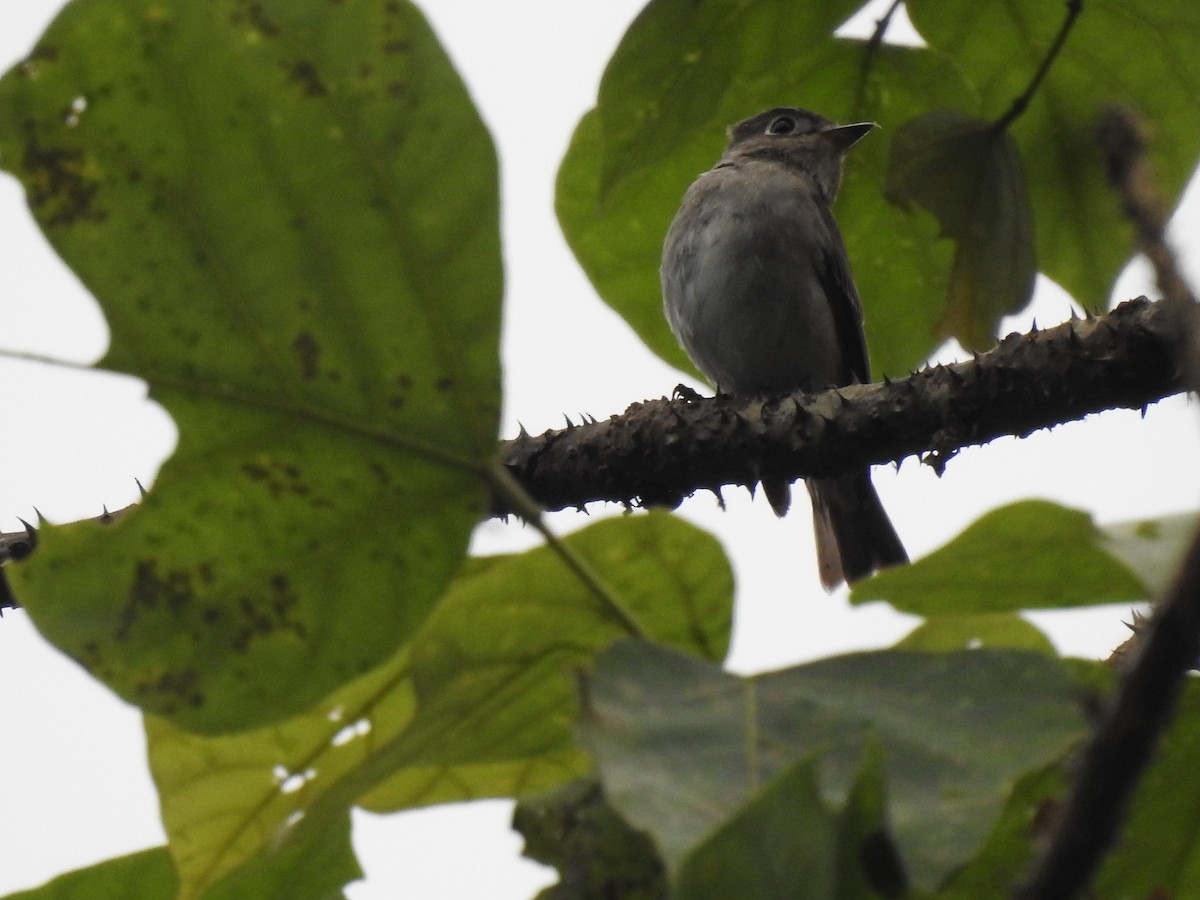 Indian White-eye - Raju Kidoor