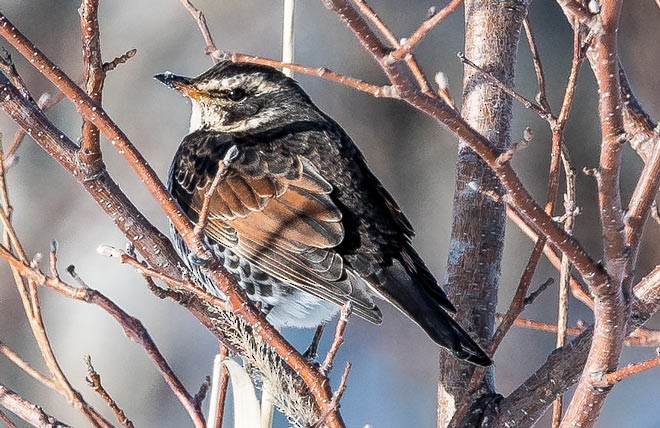 Dusky Thrush - ML378833581