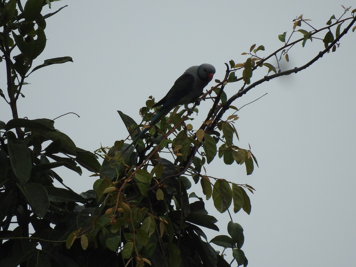 Malabar Parakeet - Raju Kidoor