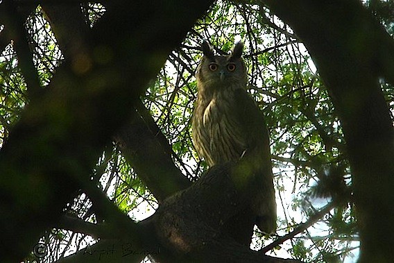 Dusky Eagle-Owl - Arpit Bansal