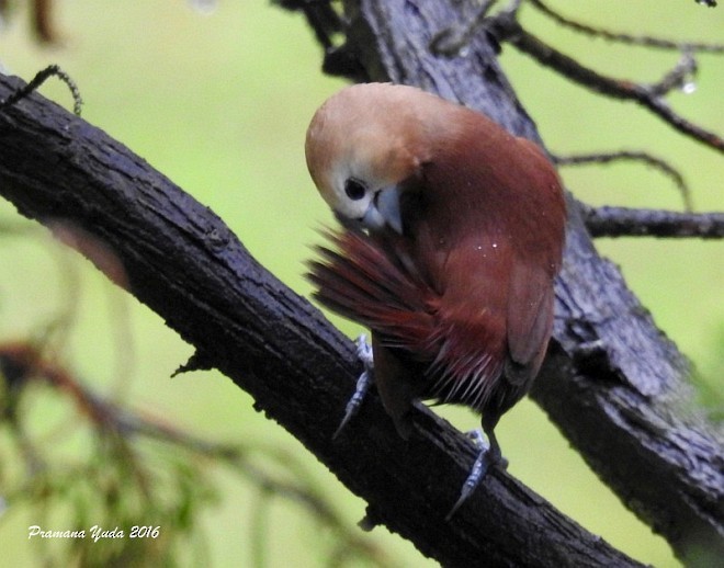 White-headed Munia - ML378834491