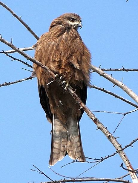 Black Kite - Anonymous