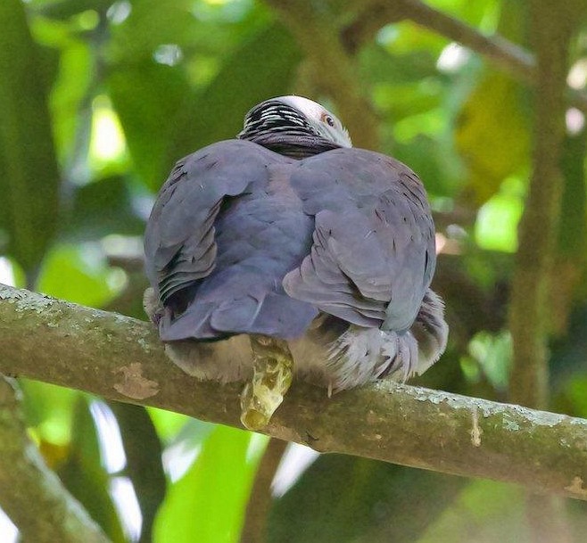 Nilgiri Wood-Pigeon - ML378835211