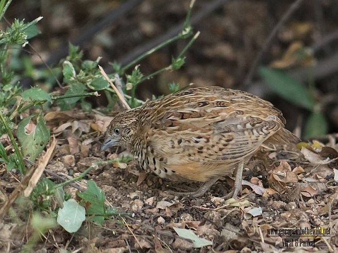 Barred Buttonquail - ML378835391