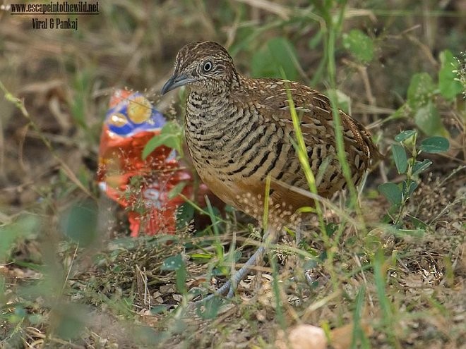 Barred Buttonquail - ML378835401