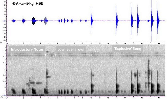 Large-tailed Nightjar - ML378835431