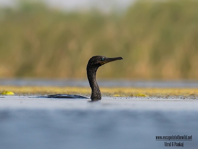 Cormoran à cou brun - ML378835651