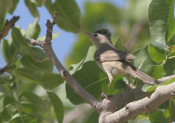 Upcher's Warbler - ML378836271