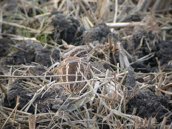 Japanese Quail - ML378836381