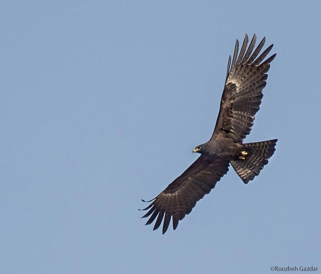 Black Eagle - Roozbeh Gazdar