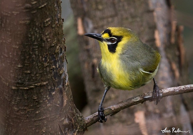 Bonin White-eye - ML378837791