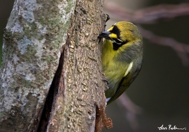 Bonin White-eye - ML378837811