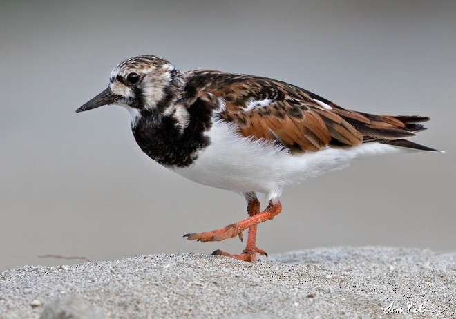 Ruddy Turnstone - ML378837841