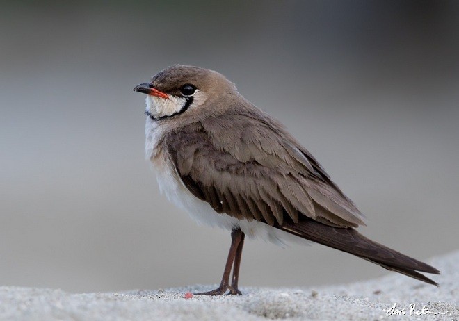 Oriental Pratincole - ML378837851