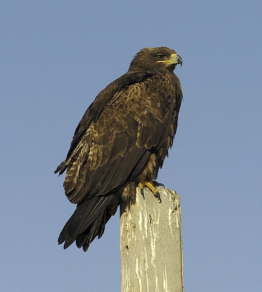 Águila Esteparia - ML378837971