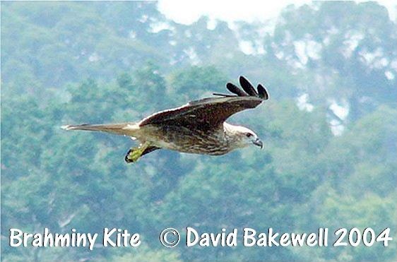 Brahminy Kite - Dave Bakewell