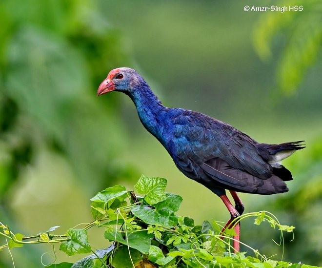 Gray-headed Swamphen - ML378838251