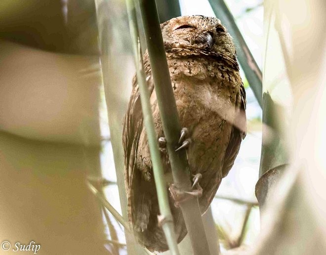 Indian Scops-Owl - ML378838271