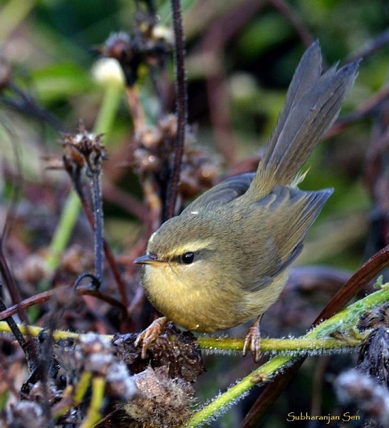 Aberrant Bush Warbler (Aberrant) - ML378838691