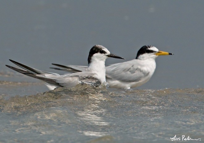 Little Tern - Lars Petersson | My World of Bird Photography