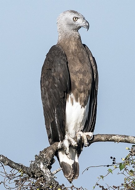 Gray-headed Fish-Eagle - ML378839471