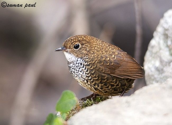 Scaly-breasted Cupwing (Himalayan) - ML378839641