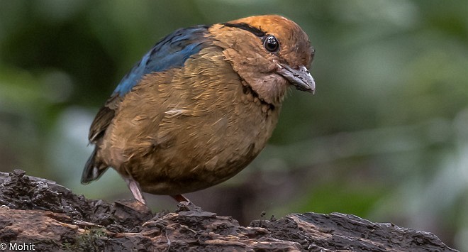 sumatrapitta - ML378840481