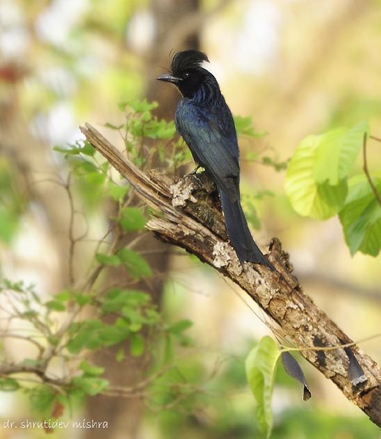 Greater Racket-tailed Drongo - ML378840601