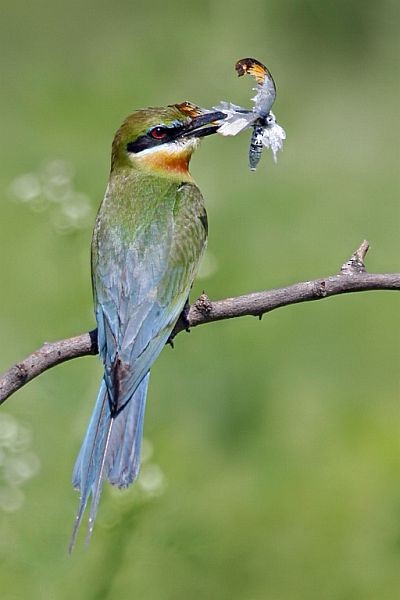 Blue-tailed Bee-eater - HARISH NN