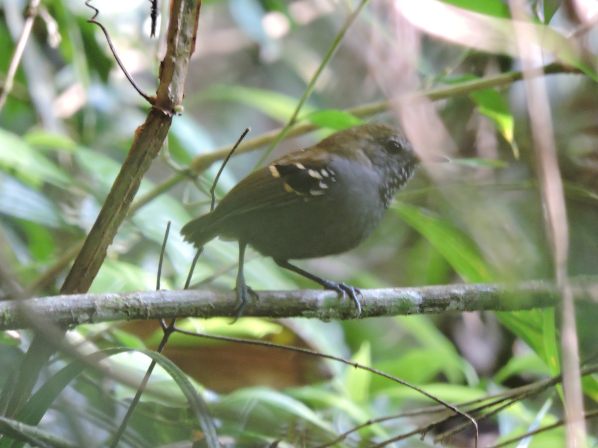 Star-throated Antwren - Fabio Barata