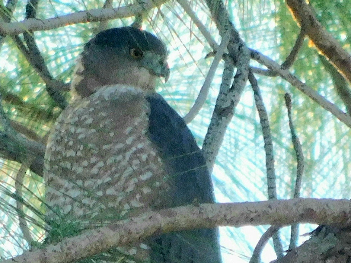 Cooper's Hawk - ML378841041