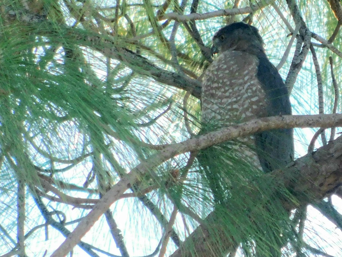 Cooper's Hawk - ML378841061