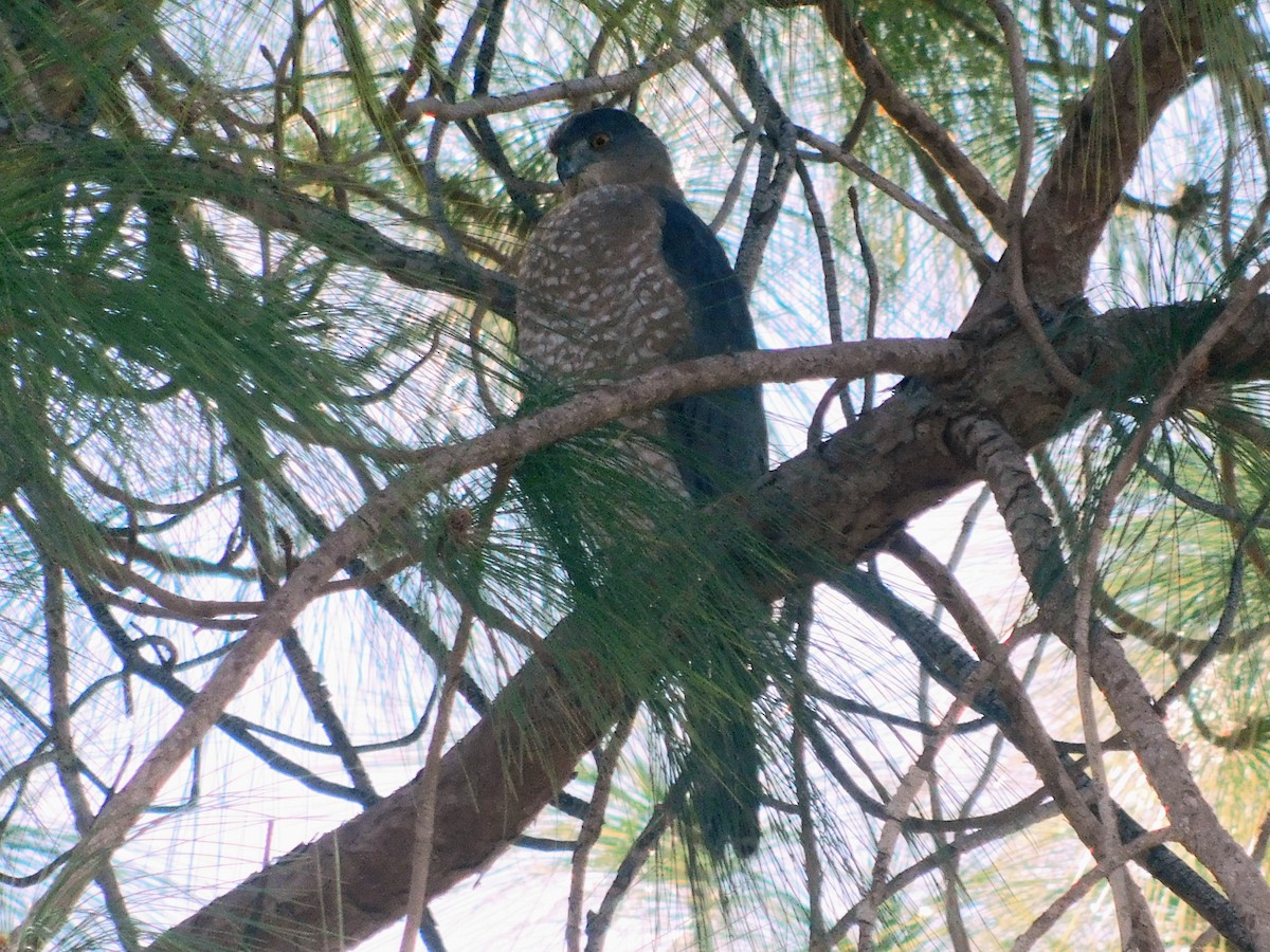 Cooper's Hawk - ML378841101