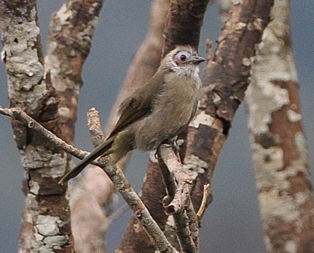 Bare-faced Bulbul - ML378841941