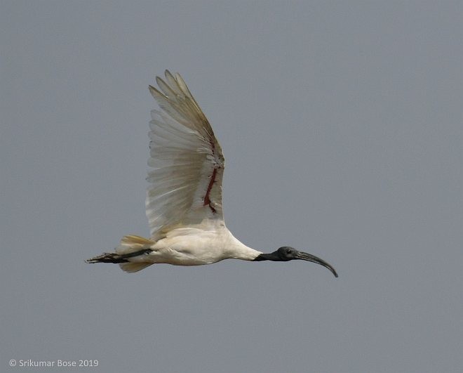 Black-headed Ibis - ML378842341