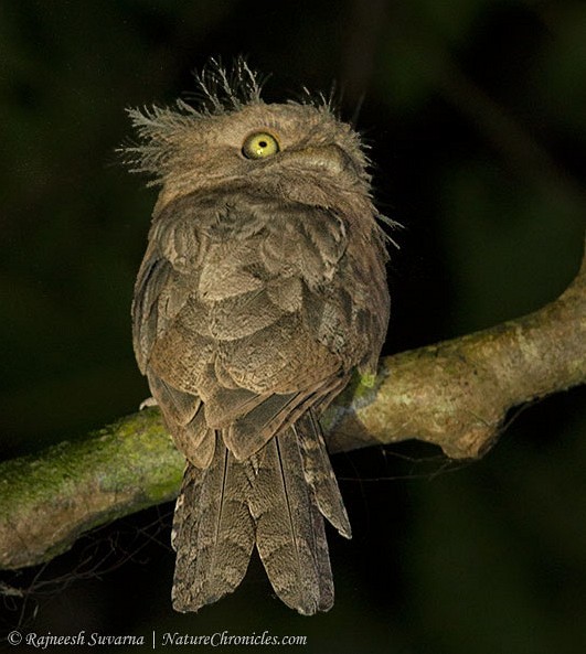 Blyth's Frogmouth (Blyth's) - ML378842371