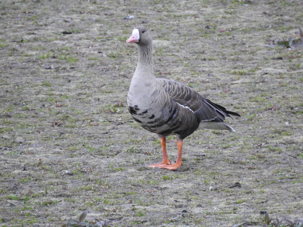 Greater White-fronted Goose - ML378842471