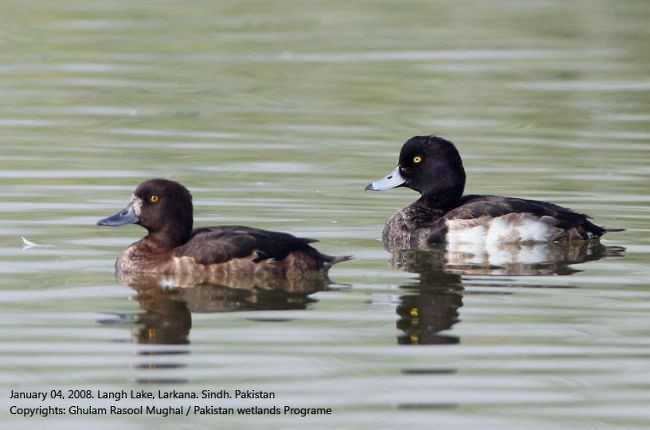 Tufted Duck - ML378842961